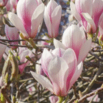Magnolia