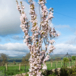 Prunus