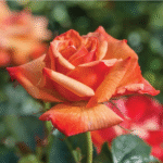 Remember Me (Cocdestin) Hybrid Tea Rose by David Austin